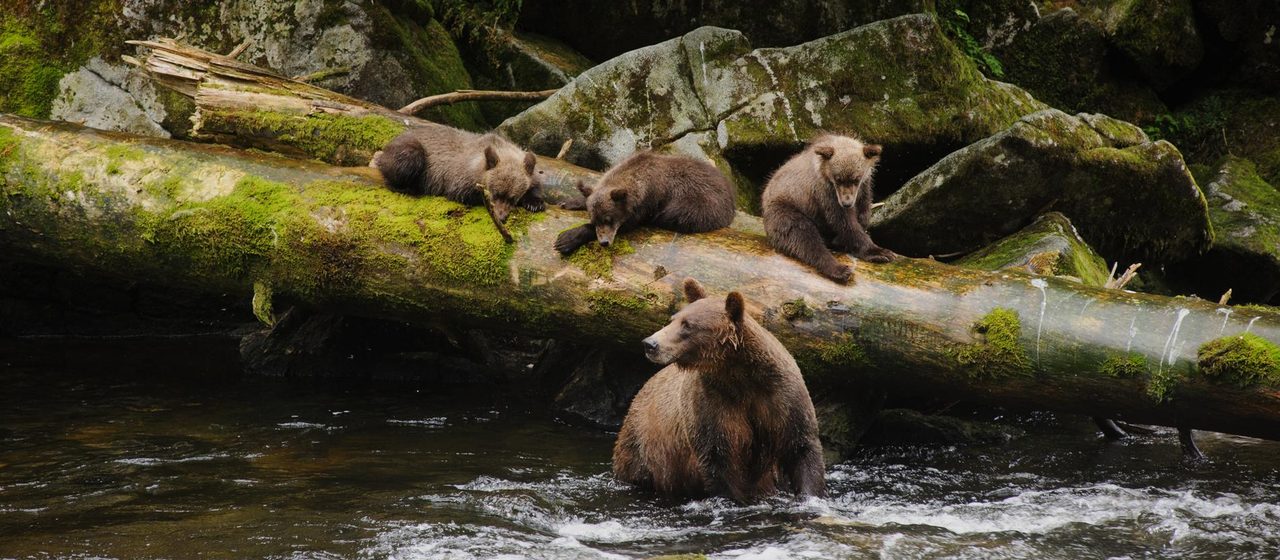 A brown bear sow stands chest-deep in a salmon stream while three cubs rest on a moss-covered fallen log above her, in the South East Alaska rain forest.